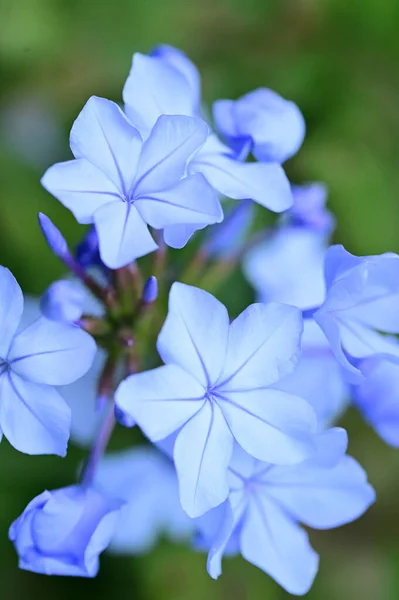 Closeup View Beautiful Blue Flowers Garden — Foto de Stock