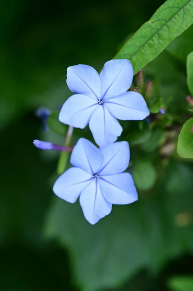 Closeup View Beautiful Blue Flowers Garden — Stock Fotó