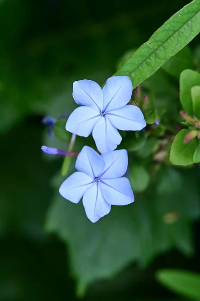 Closeup View Beautiful Blue Flowers Garden — Stok fotoğraf