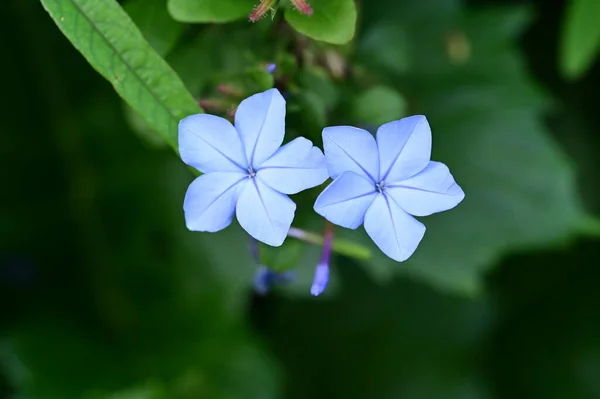 Closeup View Beautiful Blue Flowers Garden — Stok fotoğraf