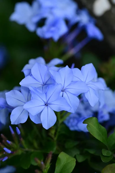 Closeup View Beautiful Blue Flowers Garden — стоковое фото