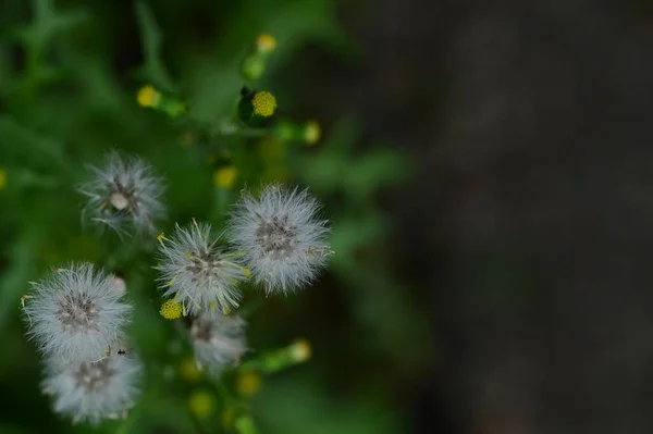 Flauschige Löwenzahnblüten Wachsen Garten — Stockfoto