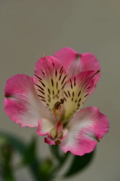 Close Uitzicht Mooie Roze Bloemen Tuin — Stockfoto