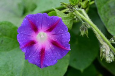 Bahçedeki güzel mor çiçeklerin yakın görüntüsü