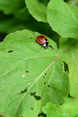 Bahçede yeşil yapraklı uğur böceği