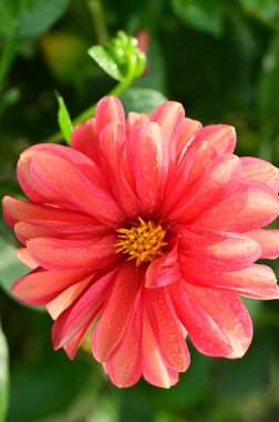 Bahçedeki güzel kırmızı çiçekleri kapat.