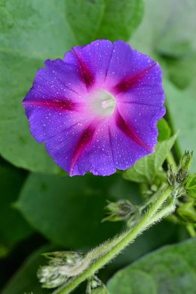 Vista Cerca Hermosas Flores Púrpuras Jardín — Foto de Stock