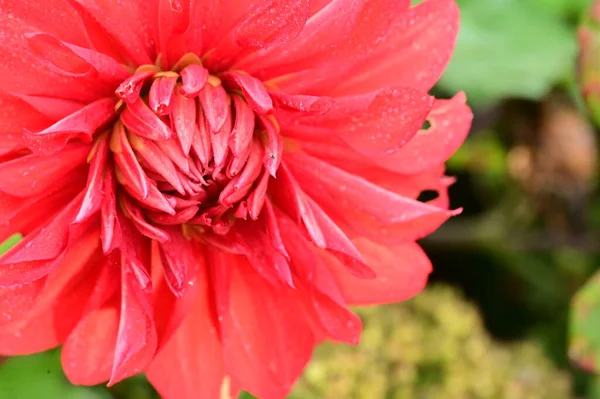 Close View Beautiful Red Flowers Garden — Stock Photo, Image