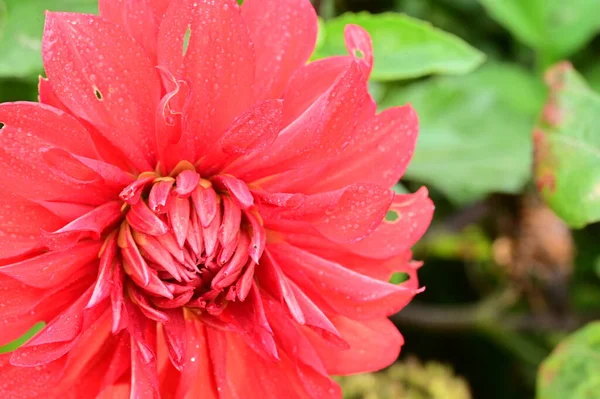 Vista Cerca Hermosas Flores Rojas Jardín —  Fotos de Stock