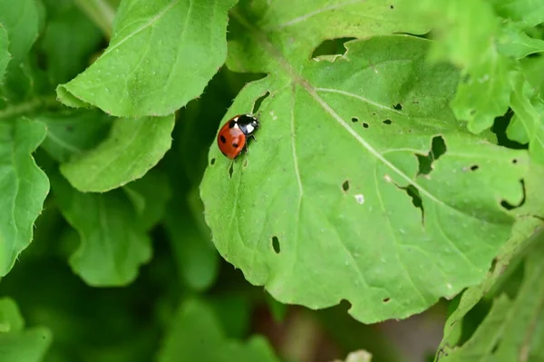 花园绿叶上的瓢虫 — 图库照片