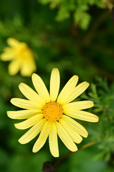 Närbild Vackra Gula Blommor Trädgården — Stockfoto