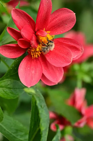 Крупный План Пчелы Сидящей Красивых Красных Цветах Саду — стоковое фото