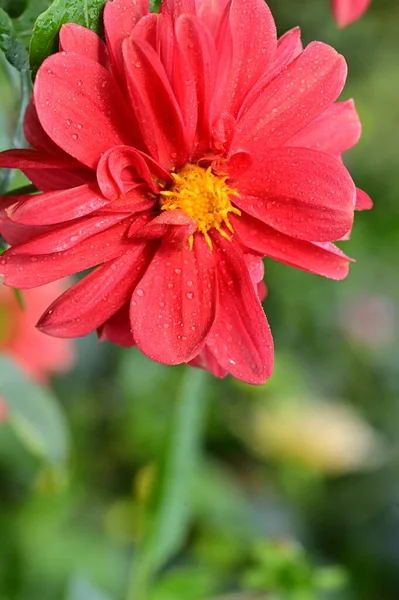 Vista Cerca Hermosas Flores Rojas Jardín —  Fotos de Stock