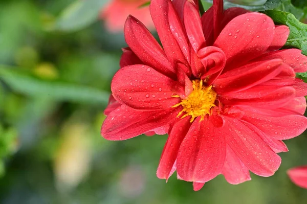 Vue Rapprochée Belles Fleurs Rouges Dans Jardin — Photo