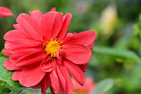 Vista Cerca Hermosas Flores Rojas Jardín — Foto de Stock