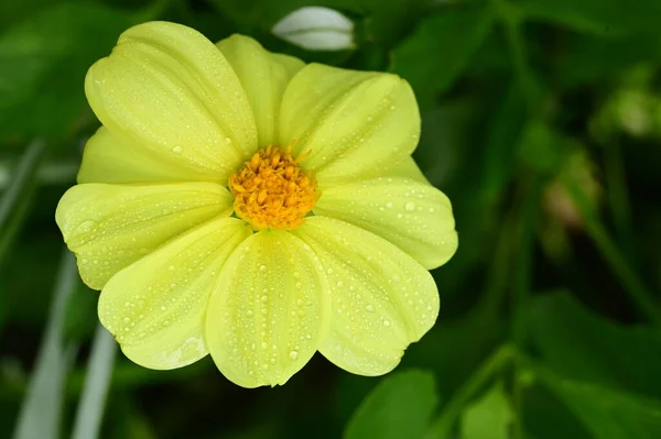 Vue Rapprochée Belles Fleurs Jaunes Dans Jardin — Photo