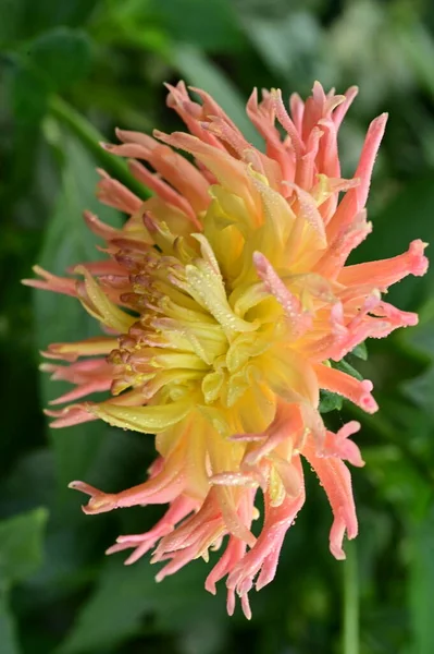 Közeli Kilátás Gyönyörű Sárga Rózsaszín Virág Kertben — Stock Fotó