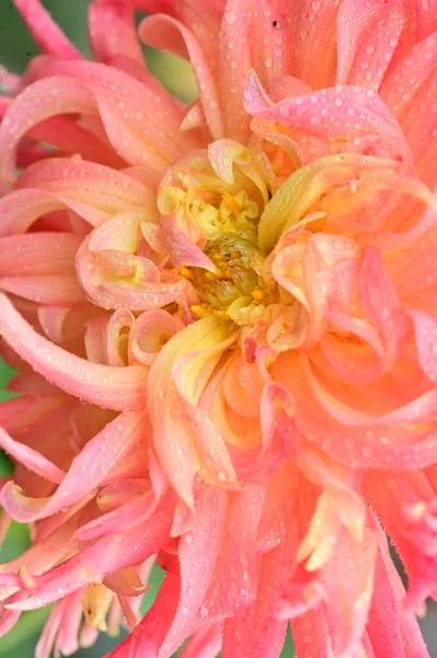 Bliska Widok Piękny Żółty Różowy Kwiat Ogrodzie — Zdjęcie stockowe