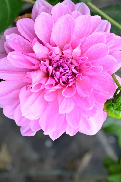 Close View Beautiful Pink Flowers Garden — Fotografia de Stock