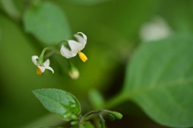 Güzel botanik fotoğrafı, doğal duvar kağıdı.