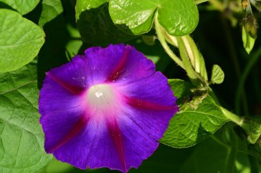 Bahçedeki güzel mor çiçeklerin yakın görüntüsü