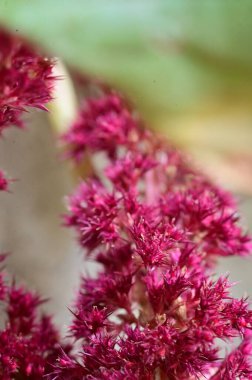 Bahçedeki güzel pembe çiçeklerin yakın görüntüsü