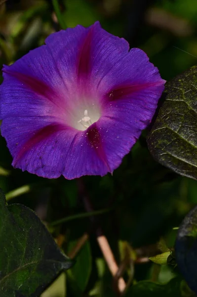 庭の美しい紫色の花を間近に見ることができ — ストック写真