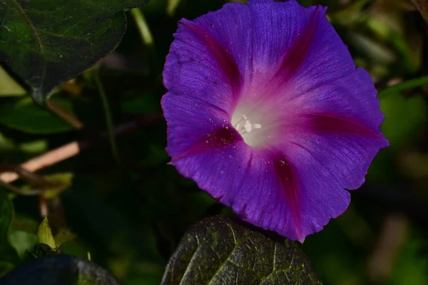 庭の美しい紫色の花を間近に見ることができ — ストック写真