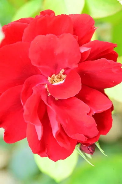 Vue Rapprochée Belles Fleurs Rouges Dans Jardin — Photo