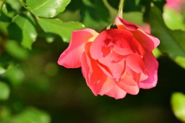 Bahçedeki güzel pembe gül çiçeğinin yakın görüntüsü