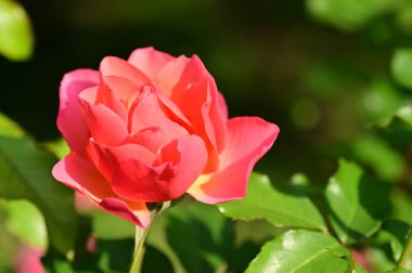 Bahçedeki güzel pembe gül çiçeğinin yakın görüntüsü