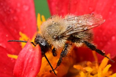 Bahçedeki güzel kırmızı çiçeklerin üzerinde oturan arıların yakın görüntüsü