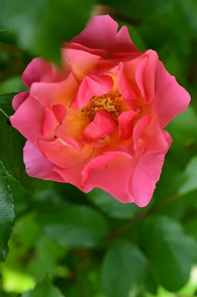 Zblízka Pohled Krásné Růžové Růže Květiny Zahradě — Stock fotografie