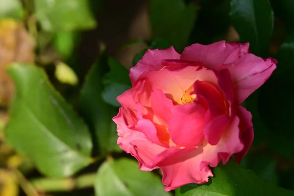 Zblízka Pohled Krásné Růžové Růže Květiny Zahradě — Stock fotografie
