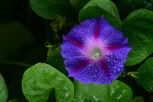 Vue Rapprochée Belles Fleurs Violettes Dans Jardin — Photo