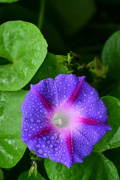 Вид Красивые Фиолетовые Цветы Саду — стоковое фото