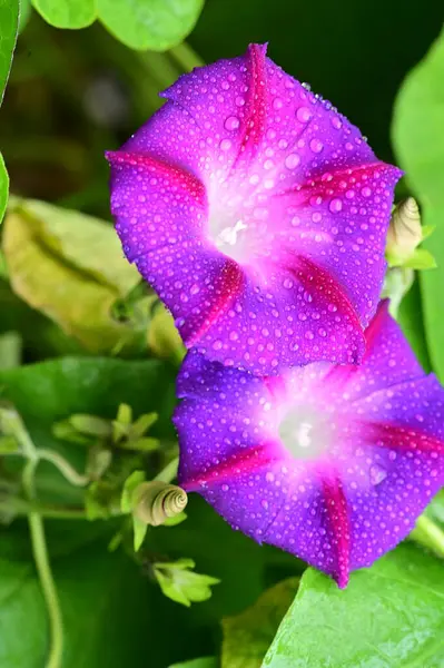 庭の美しい紫色の花を間近に見ることができ — ストック写真