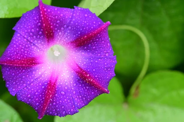 Вид Красивые Фиолетовые Цветы Саду — стоковое фото