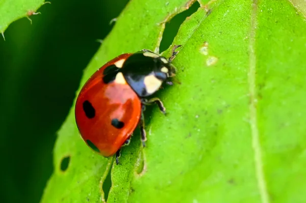 Ladybug Зеленом Листе Саду — стоковое фото