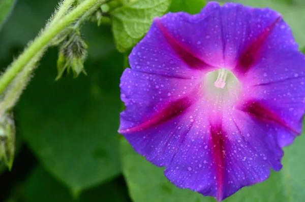 Närbild Vackra Lila Blommor Trädgården — Stockfoto