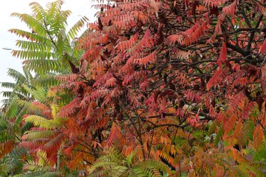 Bitkinin güzel yaprakları sumac, sonbahar mevsimi