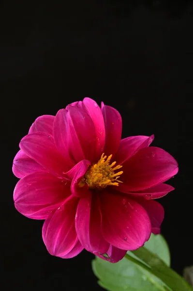 Primer Plano Plano Hermosa Flor Rosa Sobre Fondo Oscuro — Foto de Stock
