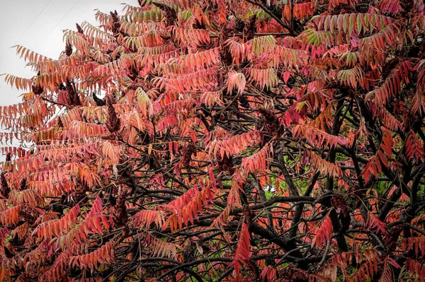 아름다운 덩굴식물의 — 스톡 사진