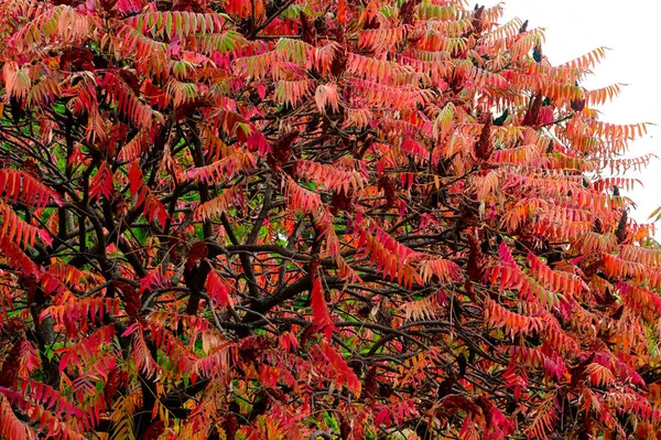 Folhas Bonitas Sumac Planta Estação Outono — Fotografia de Stock