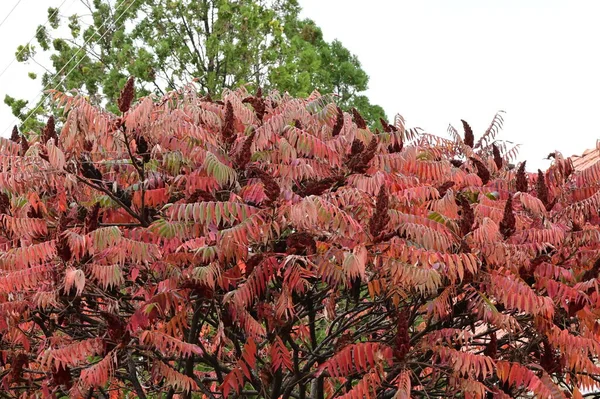 Hermosas Hojas Planta Sumac Temporada Otoño —  Fotos de Stock