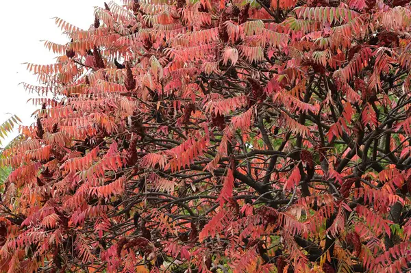 아름다운 덩굴식물의 — 스톡 사진