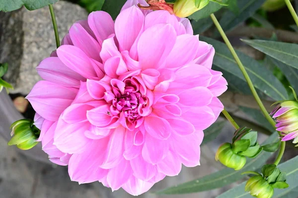 Vue Rapprochée Belles Fleurs Roses Dans Jardin — Photo