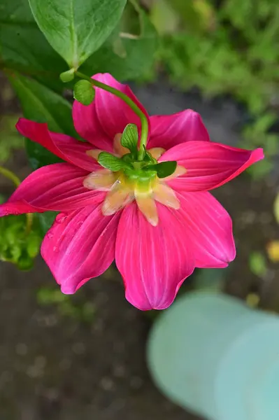 Bahçedeki Güzel Pembe Çiçeklerin Yakın Görüntüsü — Stok fotoğraf