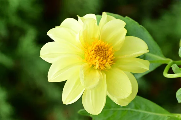 Close Zicht Mooie Gele Bloemen Tuin — Stockfoto