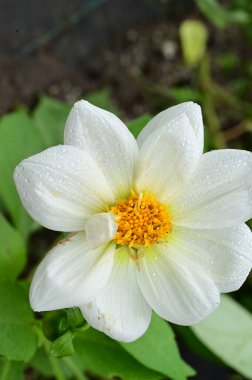 Bahçedeki güzel beyaz çiçekleri kapat.